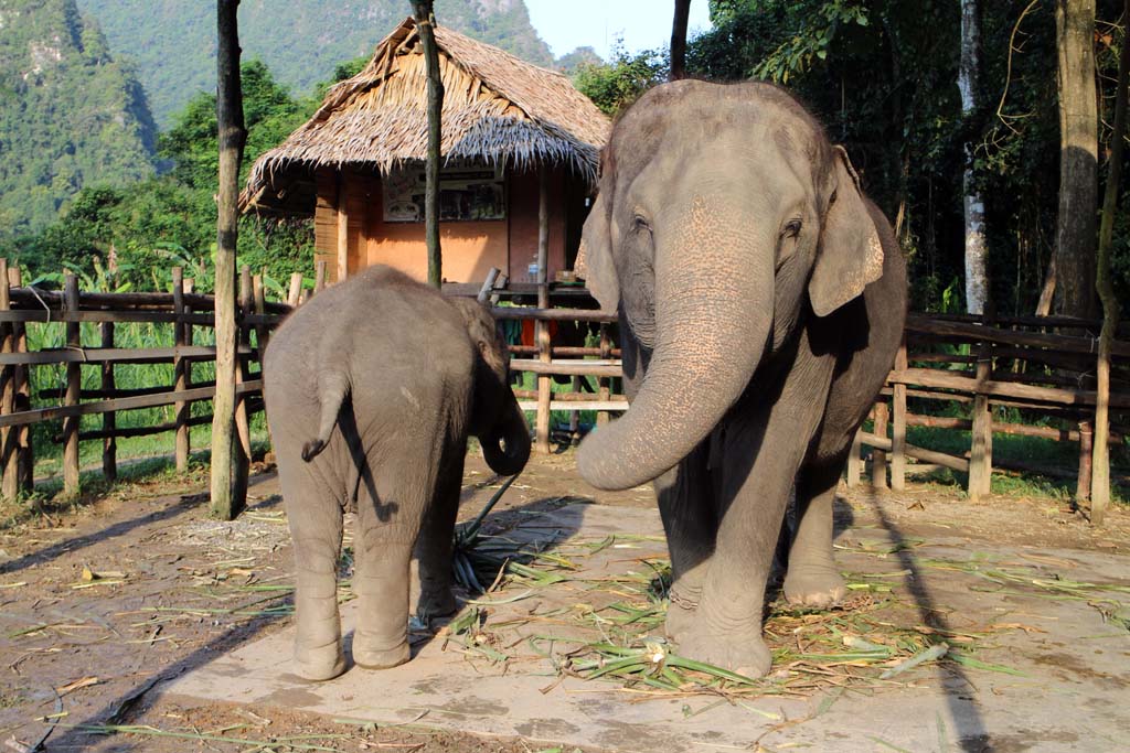 Elephant sanctuary research paper